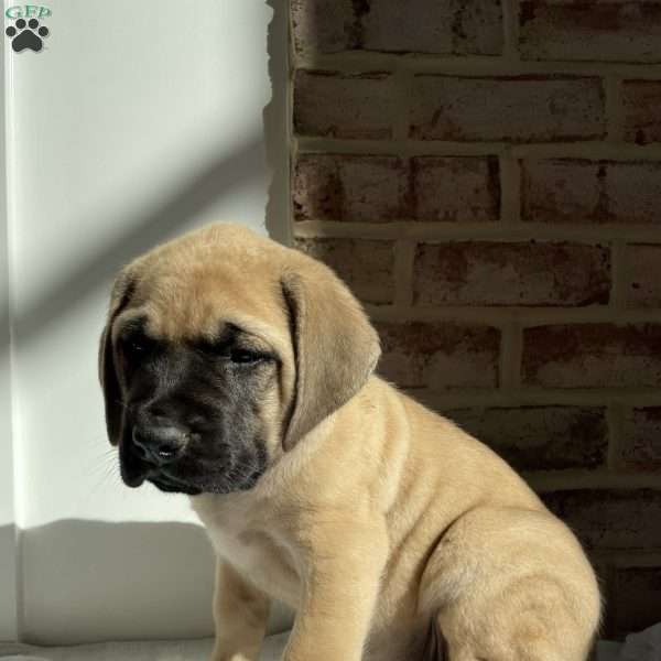 Tikka, English Mastiff Puppy