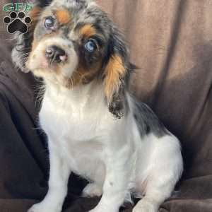 Bear, Cavalier King Charles Spaniel Puppy