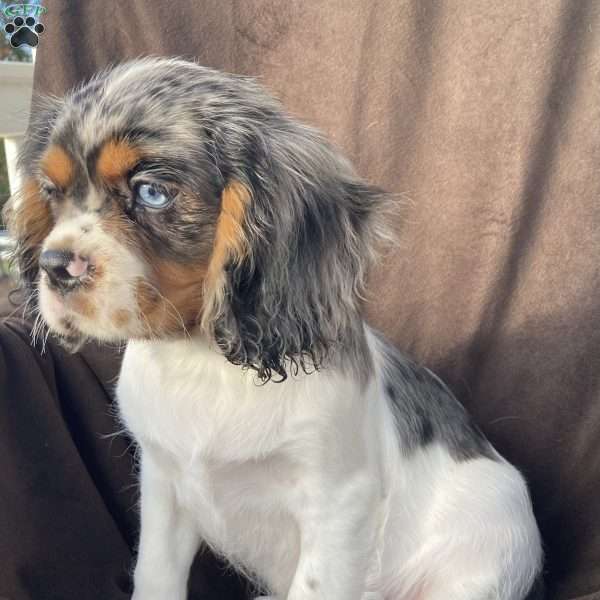 Bear, Cavalier King Charles Spaniel Puppy