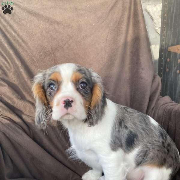 Blake, Cavalier King Charles Spaniel Puppy