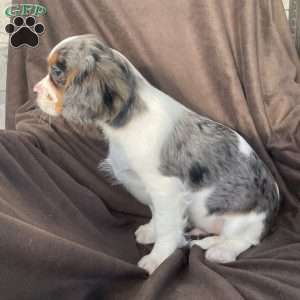 Blake, Cavalier King Charles Spaniel Puppy