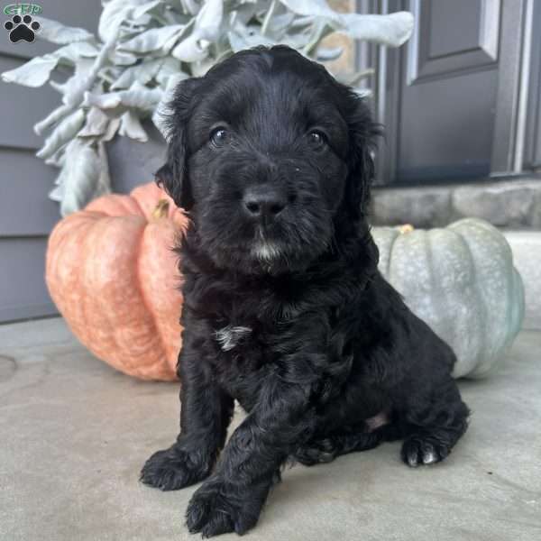 Mason, Portuguese Water Dog Puppy