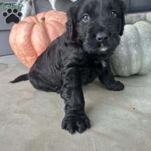 Mason, Portuguese Water Dog Puppy