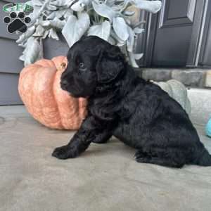 Mason, Portuguese Water Dog Puppy