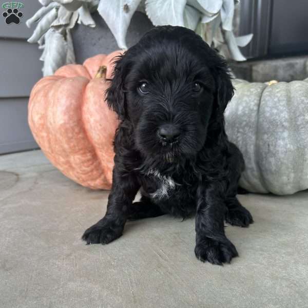 Brady, Portuguese Water Dog Puppy