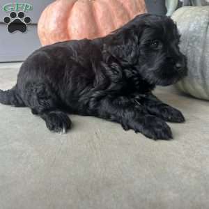 Brady, Portuguese Water Dog Puppy