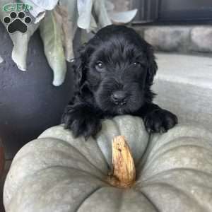 Brady, Portuguese Water Dog Puppy