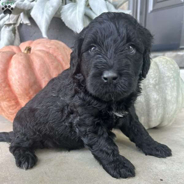 Emma, Portuguese Water Dog Puppy