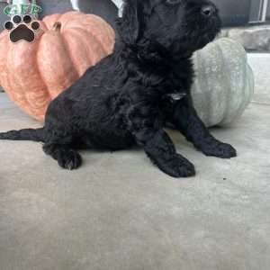 Emma, Portuguese Water Dog Puppy