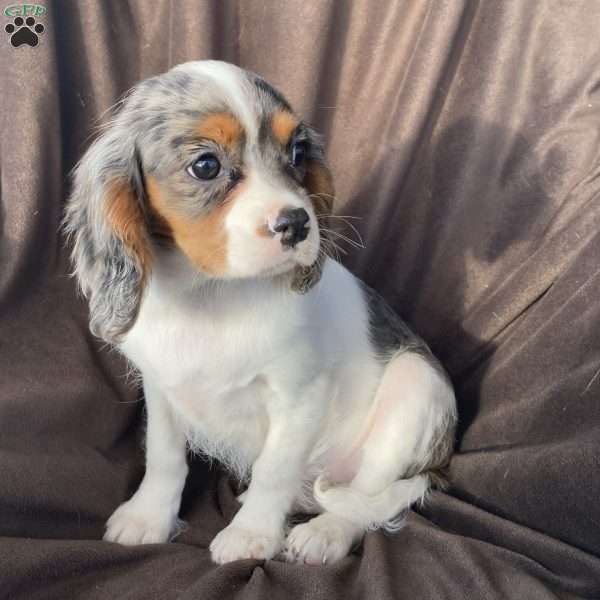 Blaire, Cavalier King Charles Spaniel Puppy