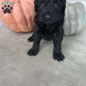 Thea, Portuguese Water Dog Puppy