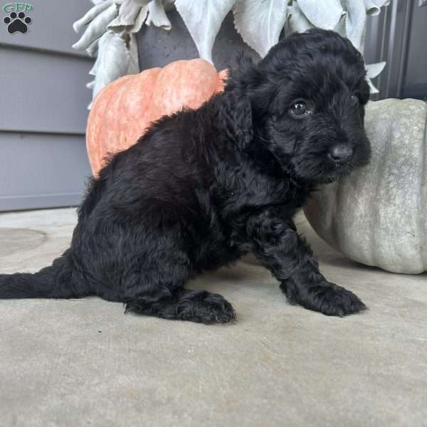 Thea, Portuguese Water Dog Puppy