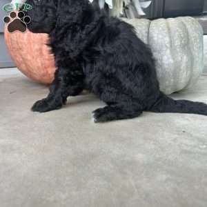 Thea, Portuguese Water Dog Puppy