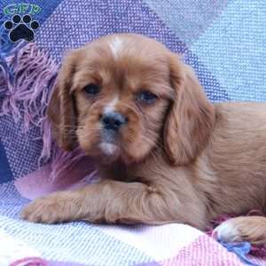 Kory, Cavalier King Charles Spaniel Puppy