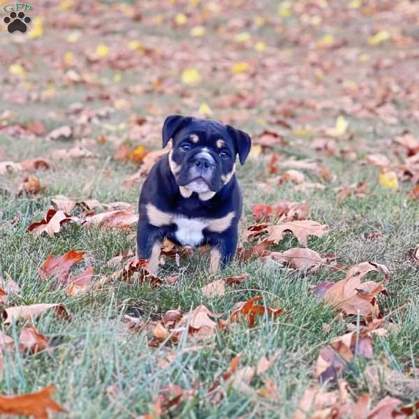 Rambo, English Bulldog Mix Puppy