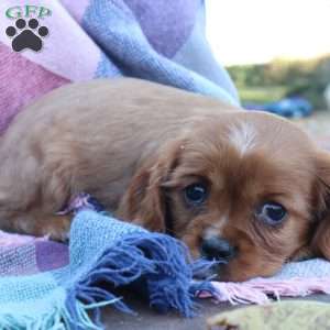 Kory, Cavalier King Charles Spaniel Puppy