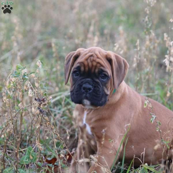 Bentley, Boxer Puppy