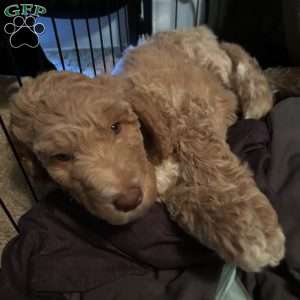 River, Goldendoodle Puppy