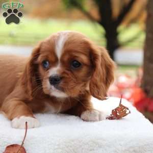 Karamel, Cavalier King Charles Spaniel Puppy