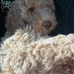 River, Goldendoodle Puppy