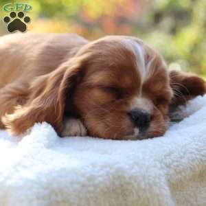 Karamel, Cavalier King Charles Spaniel Puppy