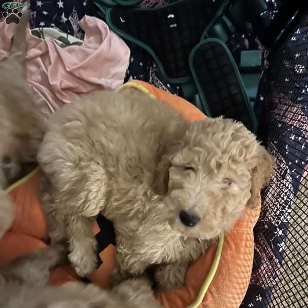 Murphy, Goldendoodle Puppy