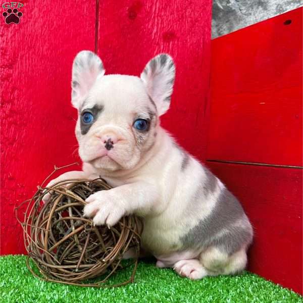 Olliver, French Bulldog Puppy