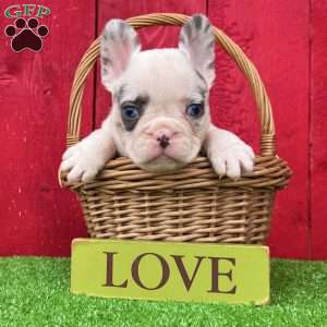 Olliver, French Bulldog Puppy