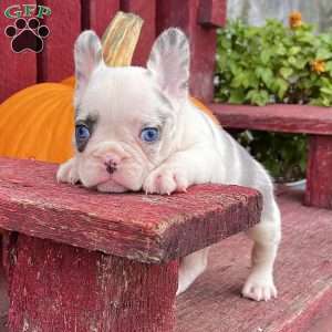 Olliver, French Bulldog Puppy