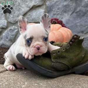 Olliver, French Bulldog Puppy