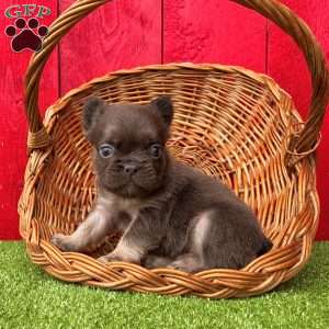 Oscar, French Bulldog Puppy