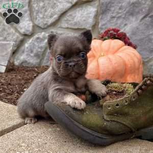 Oscar, French Bulldog Puppy