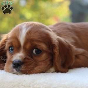 Karamel, Cavalier King Charles Spaniel Puppy