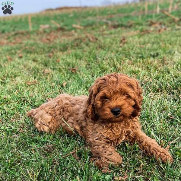 Bubbles, Cockapoo Puppy