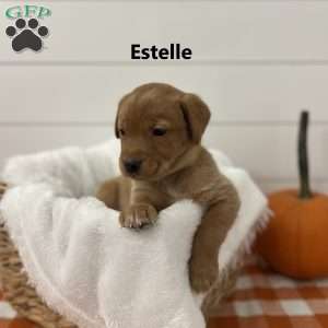 Estelle, Fox Red Labrador Retriever Puppy