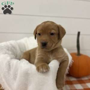 Estelle, Fox Red Labrador Retriever Puppy