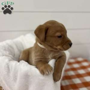 Estelle, Fox Red Labrador Retriever Puppy