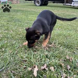 Casey, Blue Heeler Mix Puppy