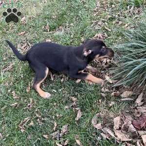 Casey, Blue Heeler Mix Puppy