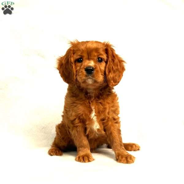 Cooper, Cavalier King Charles Spaniel Puppy