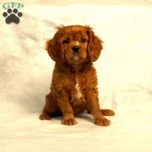 Cooper, Cavalier King Charles Spaniel Puppy