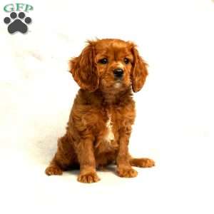 Cooper, Cavalier King Charles Spaniel Puppy