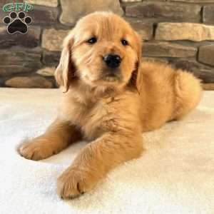 Oakley, Golden Retriever Puppy