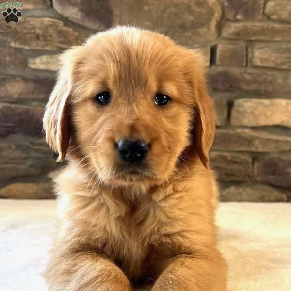 Oakley, Golden Retriever Puppy