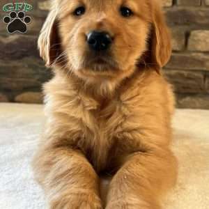 Oakley, Golden Retriever Puppy