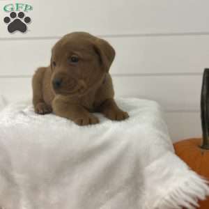 Everly, Fox Red Labrador Retriever Puppy