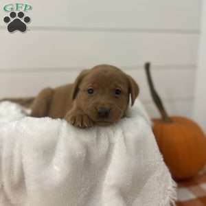 Everly, Fox Red Labrador Retriever Puppy