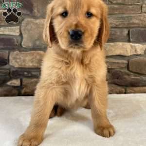 Oakley, Golden Retriever Puppy