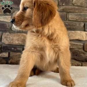 Oakley, Golden Retriever Puppy