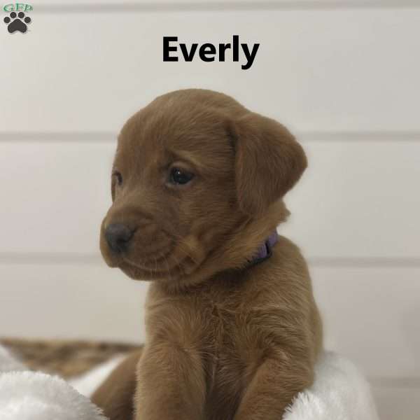 Everly, Fox Red Labrador Retriever Puppy